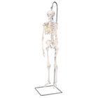 Mini Skelett Modell "Shorty", mit 3-teiligem Schädel, auf Hängestativ - 3B Smart Anatomy, 1000040 [A18/1], Mini-Skelett Modelle