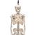 Mini Skelett Modell "Shorty", mit 3-teiligem Schädel, auf Hängestativ - 3B Smart Anatomy, 1000040 [A18/1], Mini-Skelett Modelle (Small)