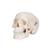 Mini Anatomie Modell Menschlicher Schädel, 3-teilig (Kalotte, Schädelbasis & Unterkiefer) - 3B Smart Anatomy, 1000041 [A18/15], Schädelmodelle (Small)