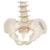 Mini Anatomie Modell Menschliche Wirbelsäule, beweglich und mit Becken, ohne Stativ - 3B Smart Anatomy, 1000042 [A18/20], Mini-Skelett Modelle (Small)