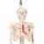 Mini Skelett Modell "Shorty", mit Muskelbemalung und 3-teiligem Schädel, auf Hängestativ - 3B Smart Anatomy, 1000045 [A18/6], Mini-Skelett Modelle (Small)