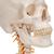 Menschliches Schädel Modell "Klassik" auf Halswirbelsäule, 4-teilig - 3B Smart Anatomy, 1020160 [A20/1], Wirbelsäulenmodelle (Small)