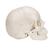 3B Scientific® Steckschädel Modell, in 22 Knochen zerlegbar - 3B Smart Anatomy, 1000068 [A290], Schädelmodelle (Small)