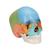 3B Scientific® Steckschädel Modell, didaktische Farben, in 22 Knochen zerlegbar - 3B Smart Anatomy, 1023540 [A291], Schädelmodelle (Small)