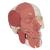 Schädel Modell mit Gesichtsmuskulatur - 3B Smart Anatomy, 1020181 [A300], Schädelmodelle (Small)