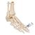 Fußskelett Modell mit Schienbein- und Wadenbeinstumpf, auf Draht gezogen - 3B Smart Anatomy, 1019357 [A31], Fuß- und Beinskelett Modelle (Small)