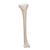 Schienbein Knochen Modell - 3B Smart Anatomy, 1019363 [A35/3], Fuß- und Beinskelett Modelle (Small)