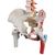 Flexibles Wirbelsäulenmodell "Klassik" mit Oberschenkelstümpfen und Muskelbemalung - 3B Smart Anatomy, 1000123 [A58/3], Wirbelsäulenmodelle (Small)