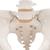 Becken-Skelett Modell, weiblich - 3B Smart Anatomy, 1000134 [A61], Genital- und Beckenmodelle (Small)