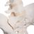 Flexibles Beckenknochen Modell "Bungee", weiblich mit Oberschenkelstümpfen - 3B Smart Anatomy, 1019865 [A62/1], Genital- und Beckenmodelle (Small)