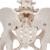 Becken-Skelett Modell, weiblich, mit Oberschenkelstümpfen - 3B Smart Anatomy, 1000135 [A62], Genital- und Beckenmodelle (Small)