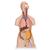 Klassik Torso Modell, geschlechtslos mit geöffnetem Rücken, 18-teilig - 3B Smart Anatomy, 1000193 [B19], Torsomodelle (Small)