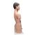 Japanisches Torso Modell, mit weiblichen & männlichen Geschlechtsorganen, 18-teilig - 3B Smart Anatomy, 1000199 [B32/4], Torsomodelle (Small)