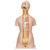 Luxus-Torso Modell, mit weiblichen & männlichen Geschlechtsorganen und mit geöffnetem Rücken, 28-teilig - 3B Smart Anatomy, 1000200 [B35], Torsomodelle (Small)