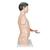 Asiatisches Luxus Torso Modell, mit weiblichen & männlichen Geschlechtsorganen und mit Muskelarm, 33-teilig - 3B Smart Anatomy, 1000204 [B41], Torsomodelle (Small)