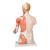 Luxus Torso Modell, mit weiblichen & männlichen Geschlechtsorganen und mit Muskelarm, 33-teilig - 3B Smart Anatomy, 1000205 [B42], Torsomodelle (Small)