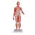 Muskelfigur, weiblich, 21-teilig - 3B Smart Anatomy, 1019232 [B56], Muskelmodelle (Small)