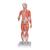 Muskelfigur, weiblich, 21-teilig - 3B Smart Anatomy, 1019232 [B56], Muskelmodelle (Small)