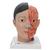 Lebensgroßes, asiatisches Kopfmodell mit Gehirn & Hals, 4-teilig - 3B Smart Anatomy, 1000215 [C06], Kopfmodelle (Small)