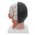 Lebensgroßes, asiatisches Kopfmodell mit Gehirn & Hals, 4-teilig - 3B Smart Anatomy, 1000215 [C06], Kopfmodelle (Small)