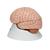 Menschliches Gehirnmodell, 8-teilig - 3B Smart Anatomy, 1000225 [C17], Gehirnmodelle (Small)