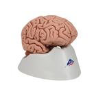 Menschliches Gehirnmodell "Klassik", 5-teilig - 3B Smart Anatomy, 1000226 [C18], Options
