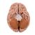 Menschliches Gehirnmodell "Klassik", 5-teilig - 3B Smart Anatomy, 1000226 [C18], Gehirnmodelle (Small)
