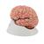 Menschliches Gehirnmodell mit Arterien, 9-teilig - 3B Smart Anatomy, 1017868 [C20], Gehirnmodelle (Small)