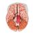 Menschliches Gehirnmodell mit Arterien, 9-teilig - 3B Smart Anatomy, 1017868 [C20], Gehirnmodelle (Small)
