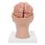 Menschliches Gehirnmodell mit Arterien auf Kopfbasis, 8-teilig - 3B Smart Anatomy, 1017869 [C25], Gehirnmodelle (Small)