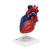 Herzmodell in Lebensgröße, didaktisch gefärbt, 5-teilig - 3B Smart Anatomy, 1010007 [G01/1], Herz- und Kreislaufmodelle (Small)