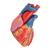 Herzmodell in Lebensgröße mit Systole auf Sockel, 5-teilig - 3B Smart Anatomy, 1010006 [G01], Herz- und Kreislaufmodelle (Small)