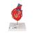 Herzmodell "Klassik" mit Bypass, 2-teilig - 3B Smart Anatomy, 1017837 [G05], Herzgesundheit und Fitnesserziehung (Small)
