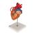 Herzmodell mit Bypass, 2-fache Größe, 4-teilig - 3B Smart Anatomy, 1000263 [G06], Herz- und Kreislaufmodelle (Small)