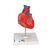 Herzmodell "Klassik", 2-teilig - 3B Smart Anatomy, 1017800 [G08], Herzgesundheit und Fitnesserziehung (Small)