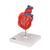 Herzmodell "Klassik", 2-teilig - 3B Smart Anatomy, 1017800 [G08], Herzgesundheit und Fitnesserziehung (Small)