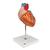 Herzmodell, 2-fache Größe, 4-teilig - 3B Smart Anatomy, 1000268 [G12], Herzgesundheit und Fitnesserziehung (Small)