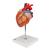 Herzmodell, 2-fache Größe, 4-teilig - 3B Smart Anatomy, 1000268 [G12], Herzgesundheit und Fitnesserziehung (Small)
