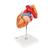 Herzmodell mit Luft- und Speiseröhre, 2-fache Größe, 5-teilig - 3B Smart Anatomy, 1000269 [G13], Herz- und Kreislaufmodelle (Small)
