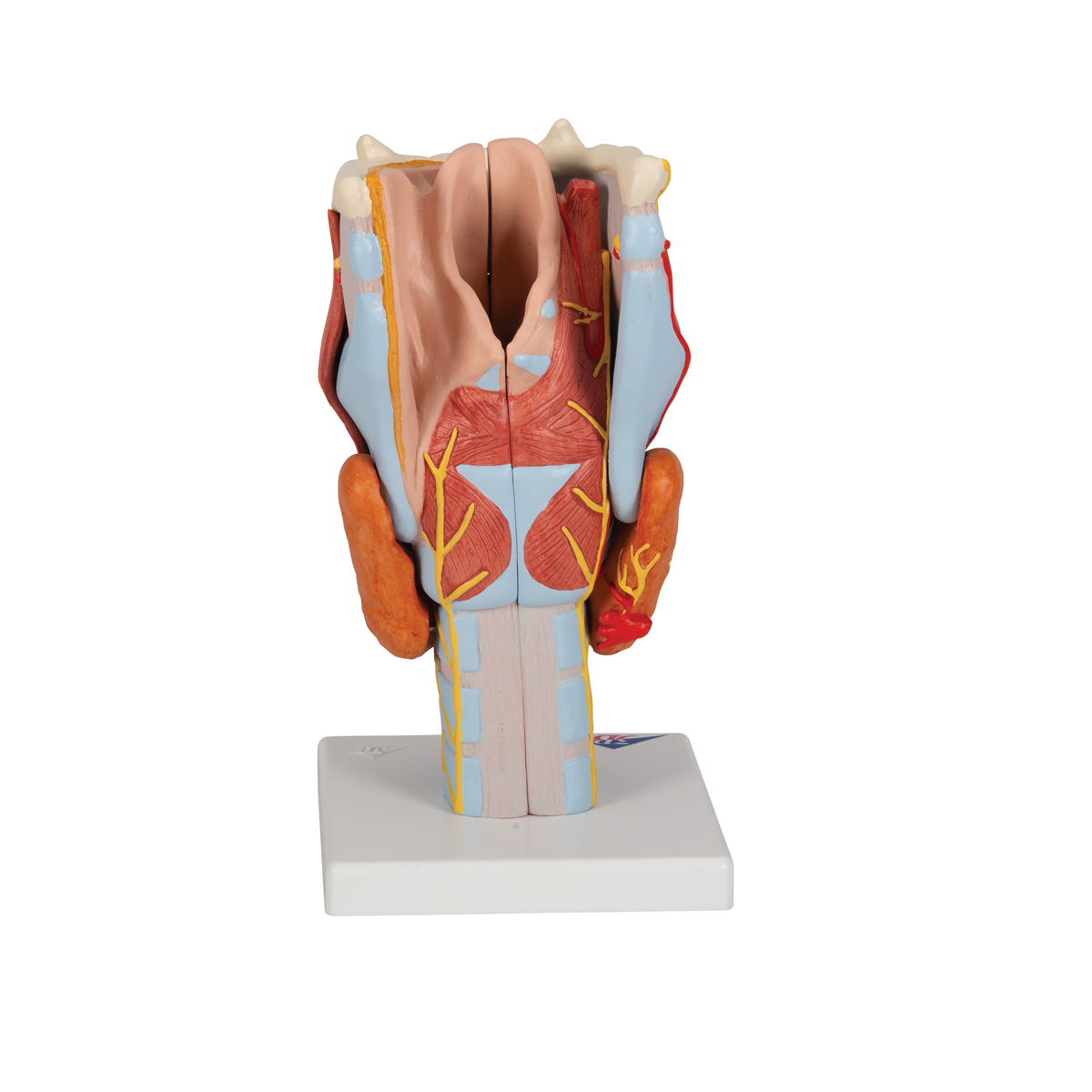 3d4medical app anatomy 3d4medical app anatomy
