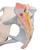 Weibliches Becken Modell mit Bändern, mit Medianschnitt durch Beckenbodenmuskulatur & Organe, 4-teilig - 3B Smart Anatomy, 1000287 [H20/3], Gesundheitserziehung - Frau (Small)