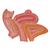 Weibliches Becken Modell mit Bändern, mit Medianschnitt durch Beckenbodenmuskulatur & Organe, 4-teilig - 3B Smart Anatomy, 1000287 [H20/3], Gesundheitserziehung - Frau (Small)