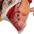 Weibliches Becken Modell mit Bändern, Gefäßen, Nerven, Beckenboden & Organen, 6-teilig - 3B Smart Anatomy, 1000288 [H20/4], Genital- und Beckenmodelle (Small)
