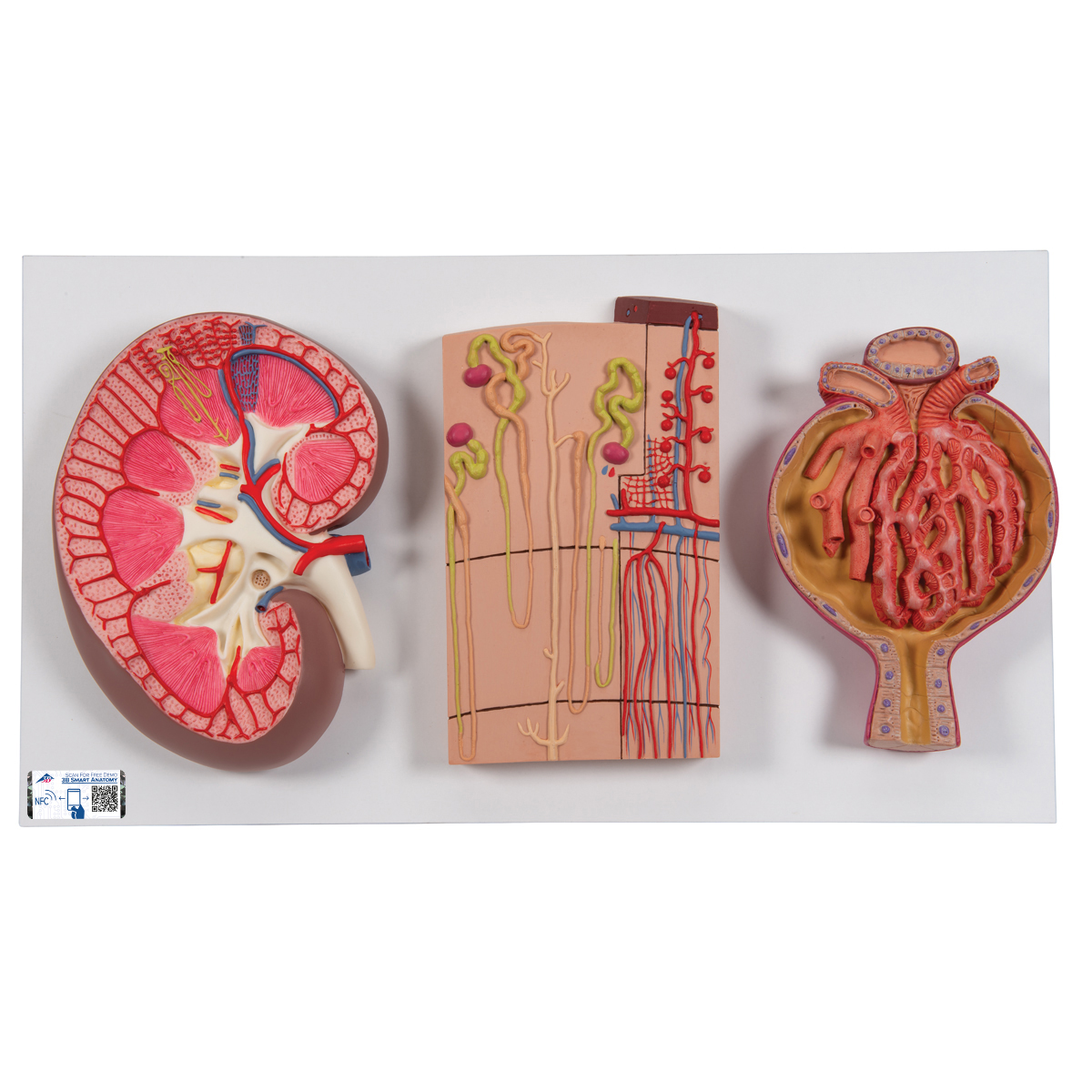 Anatomical Teaching Model Plastic Anatomy Models Renal System Models Kidney Section Nephrons Blood Vessels And Corpuscle
