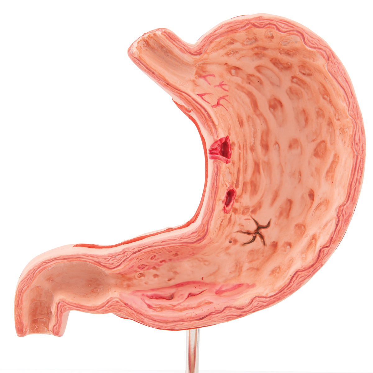 Покажи картинки желудка. Желудок анатомия человека. Модель желудка.
