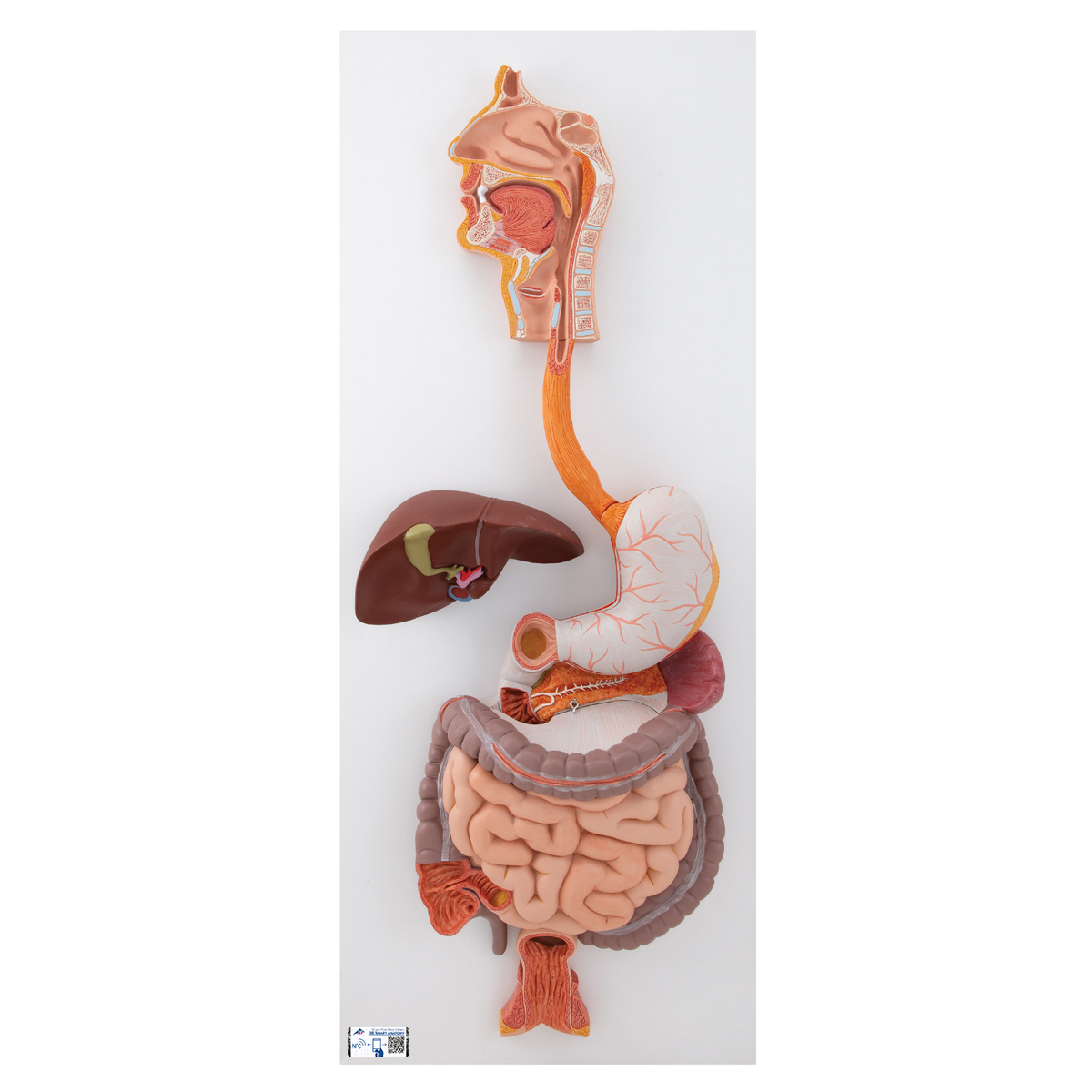 Anatomical Teaching Models Plastic Human Digestive Models Digestive System Model