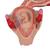 Embryo Modell, 2. Monat - 3B Smart Anatomy, 1000323 [L10/2], Mensch (Small)