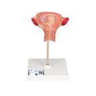 Fetus Modell, 3. Monat - 3B Smart Anatomy, 1000324 [L10/3], Mensch