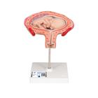 Fetus Modell, 4. Monat, Bauchlage - 3B Smart Anatomy, 1018626 [L10/4], Mensch