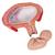 Fetus Modell, 4. Monat, Bauchlage - 3B Smart Anatomy, 1018626 [L10/4], Mensch (Small)